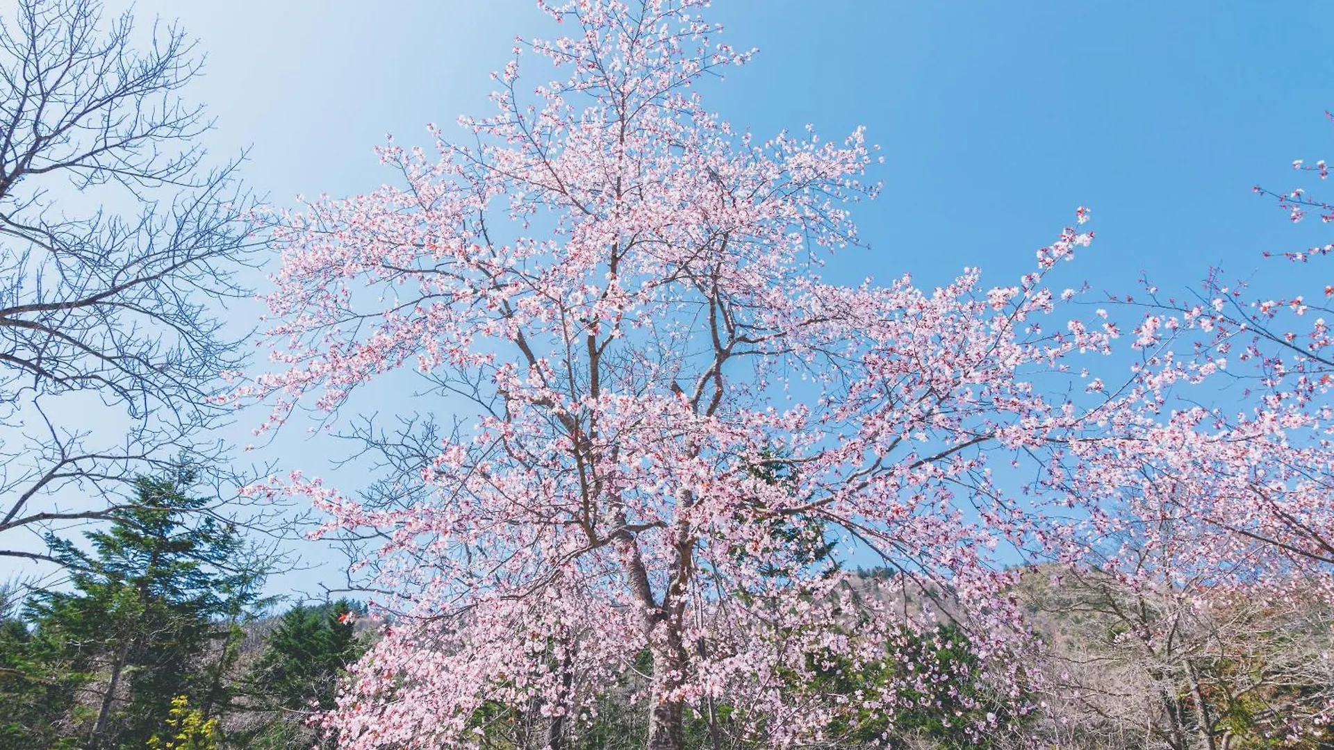 Okujozankei Onsen Kasho Gyoen Hotel Sapporo Japan